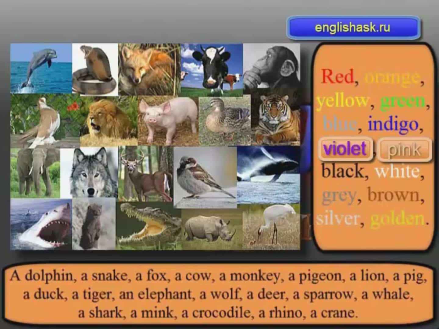 Цвета животных на английском